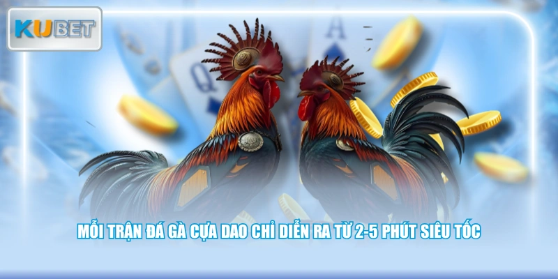 Mỗi trận đá gà cựa dao chỉ diễn ra từ 2-5 phút siêu tốc 